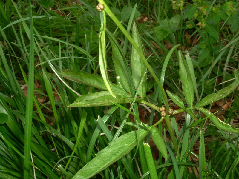 Cardamine bulbifera / Dentaria minore